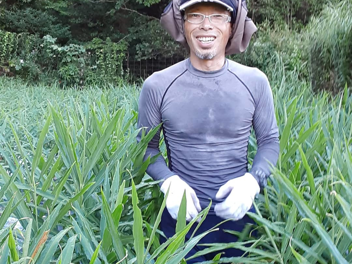 R6【四万十 町産】R6.11月収穫500グラム（洗い生姜、土佐一 生姜