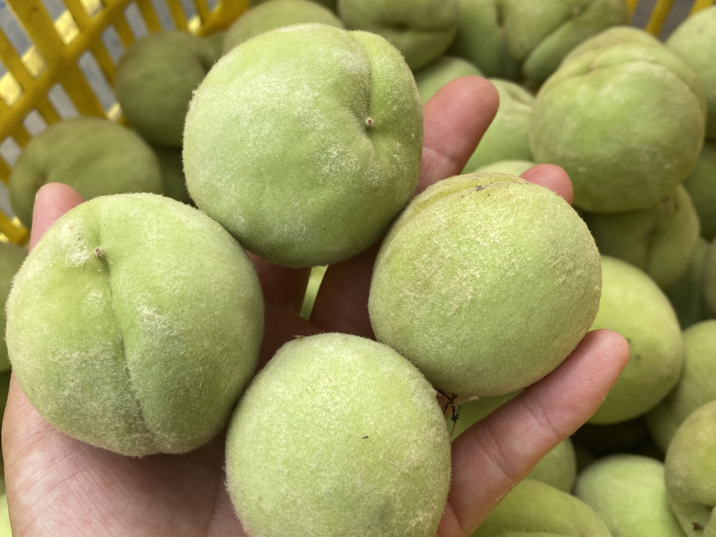 福島県産 摘果桃（小）10キロ：福島県産のその他桃｜食べチョク｜産地