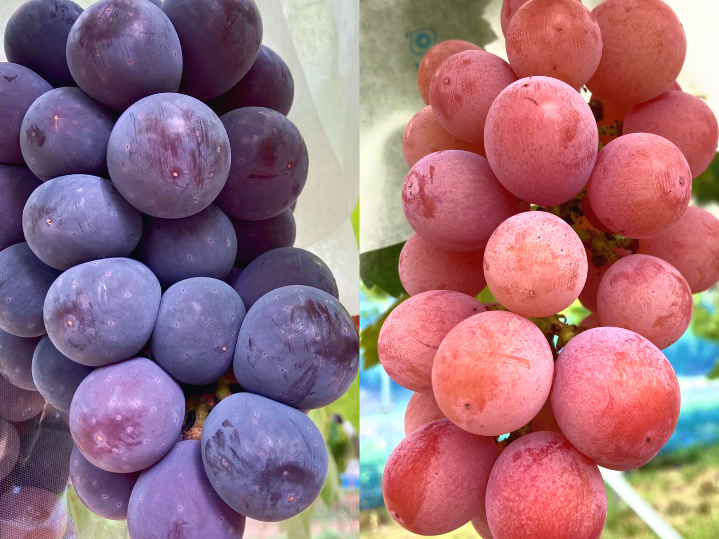 ☆新品　クイーンズヘナ　レッド（色の組み合わせ自由）10袋セット ☆新品クイーンズヘナ色の組み合わせ自由3袋セット