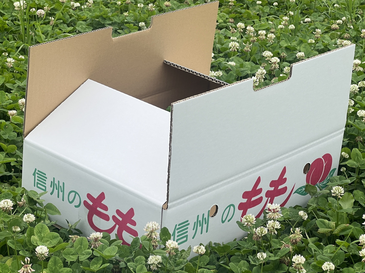 収穫当日発送】【お中元】【夏ギフト】信州産 川中島白桃 贈答用5kg
