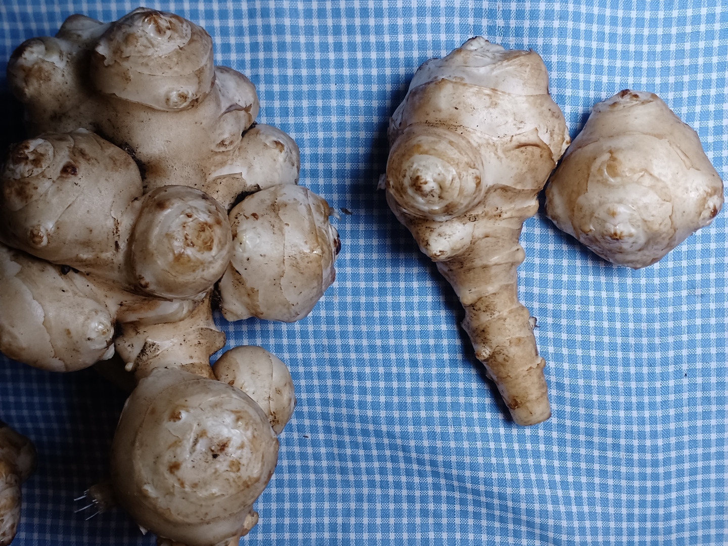 大学生 割引 キクイモ3㎏ちょっと訳あり⭐：茨城県産の白菊芋｜食べチョク 野菜