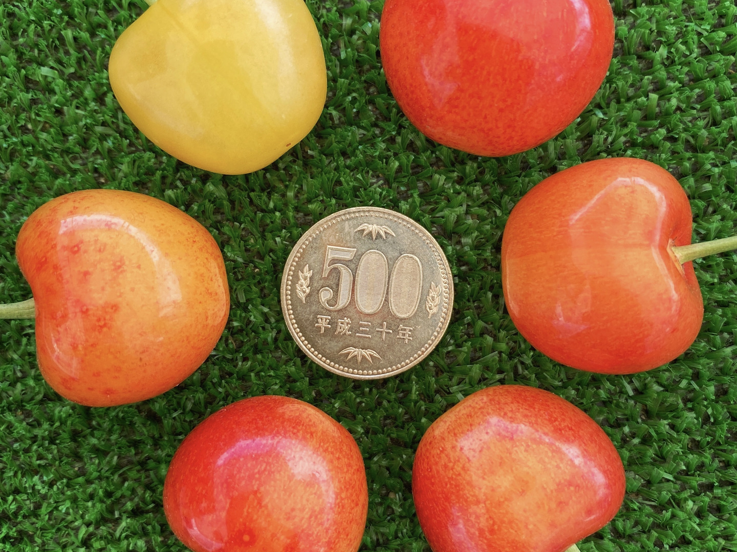 百貨店福袋 さくらんぼ食べ比べ🍒7品種から旬の2品種をお届け！佐藤錦や紅 アート/エンタメ