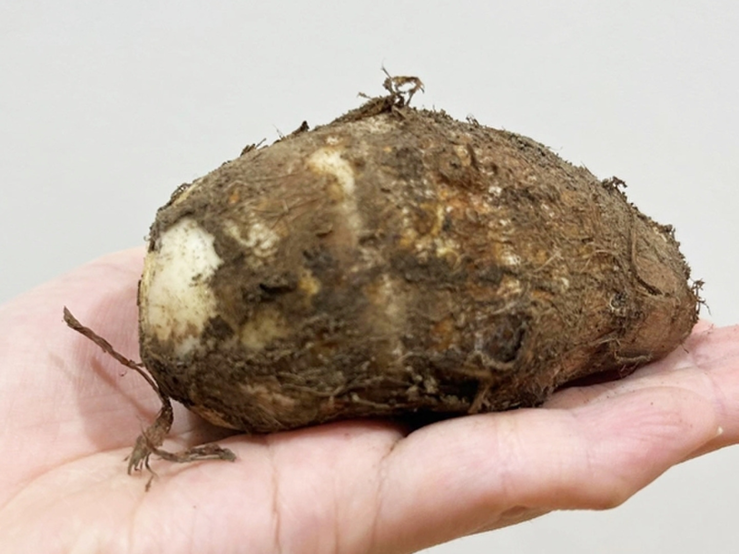 最も  栽培期間中不使用！農薬・化学肥料・除草剤】煮物・汁物に 野菜