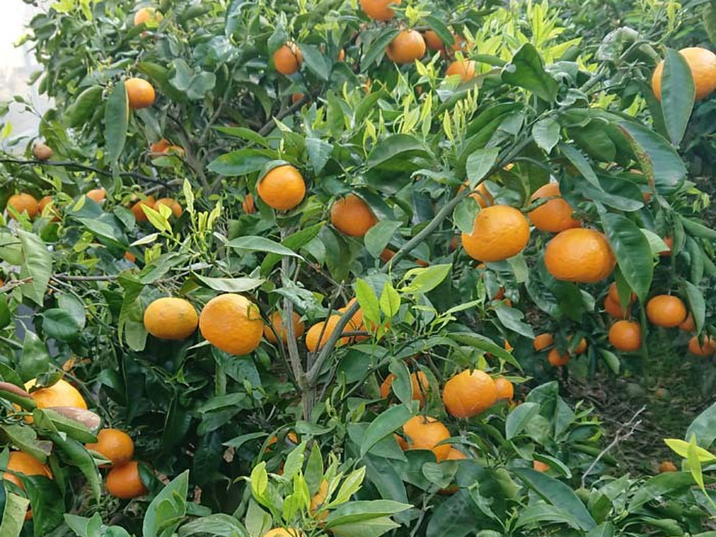 【5％OFF】 カラマンダリン 愛媛県産：愛媛県産のみかん・柑橘類 訳あり10kg 果物