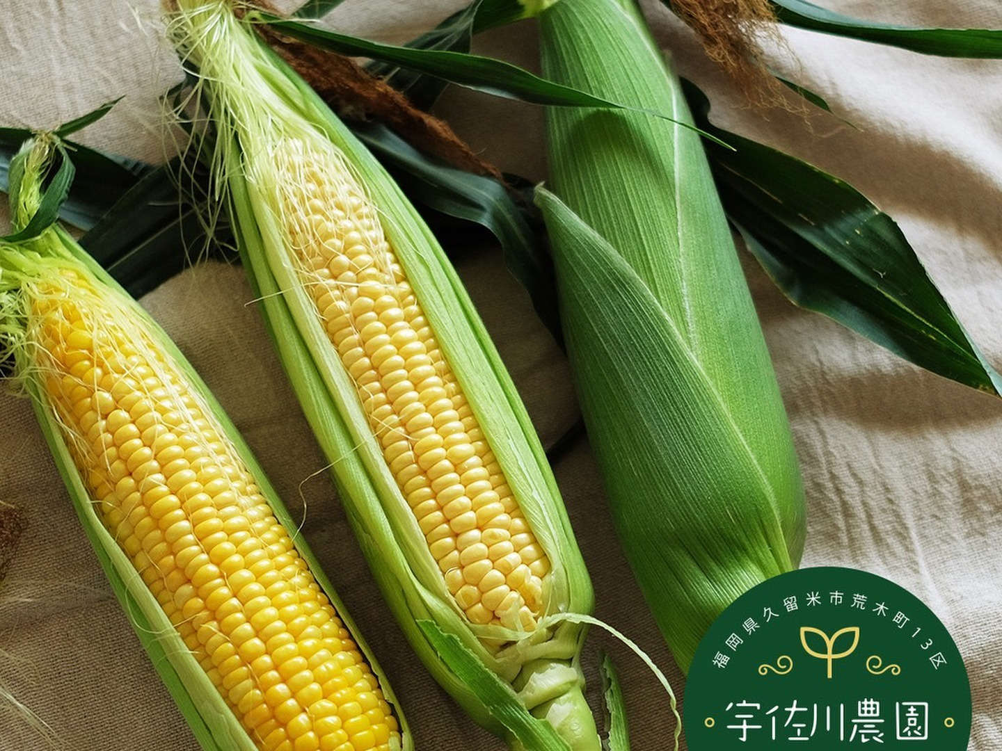 朝どれ！新鮮！甘くてジューシー！スイートコーン♪ (5kg 13∼15