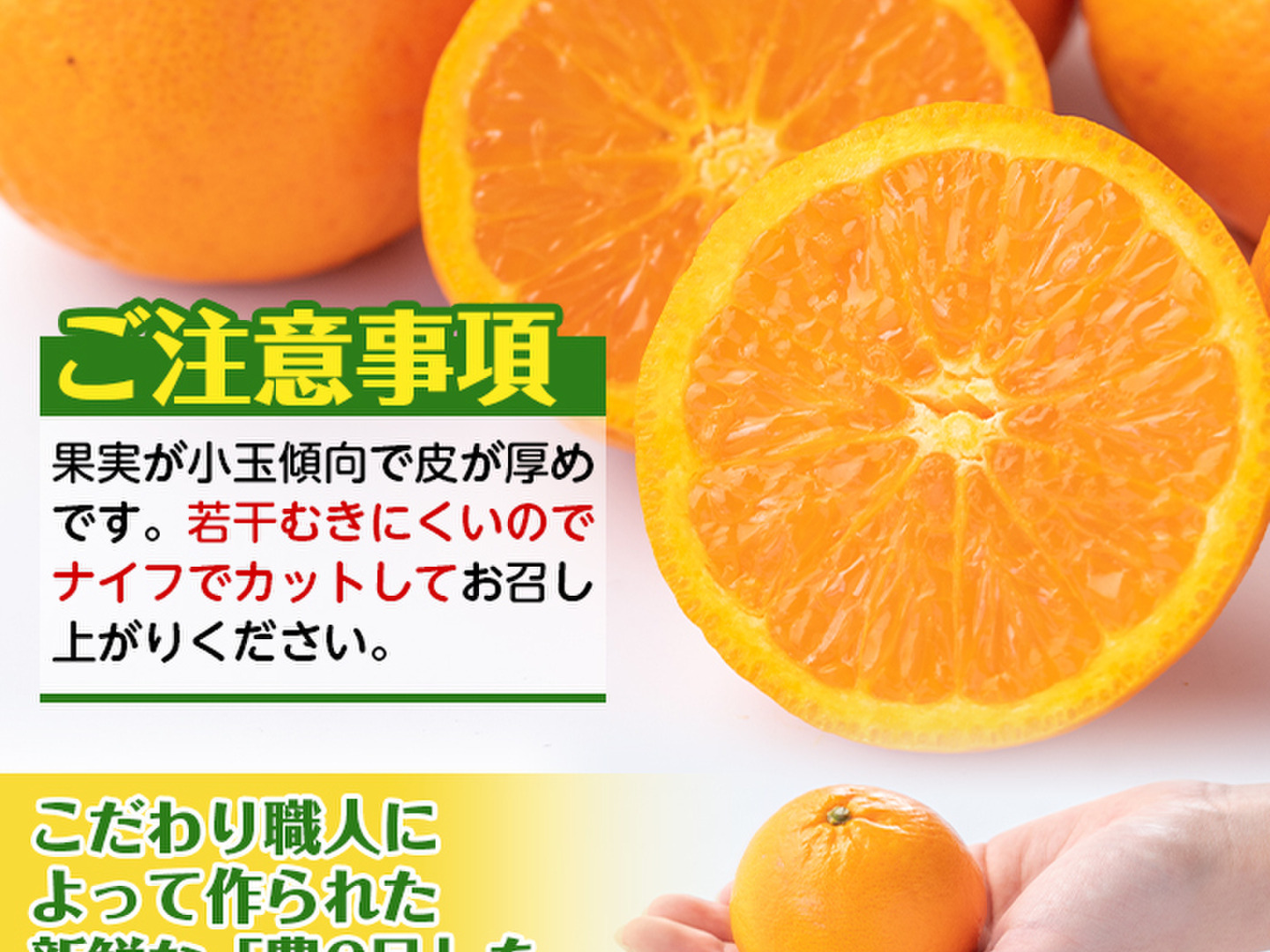かんきつ中間母本農6号(のうろくみかん)約5K サイズ：おまかせ