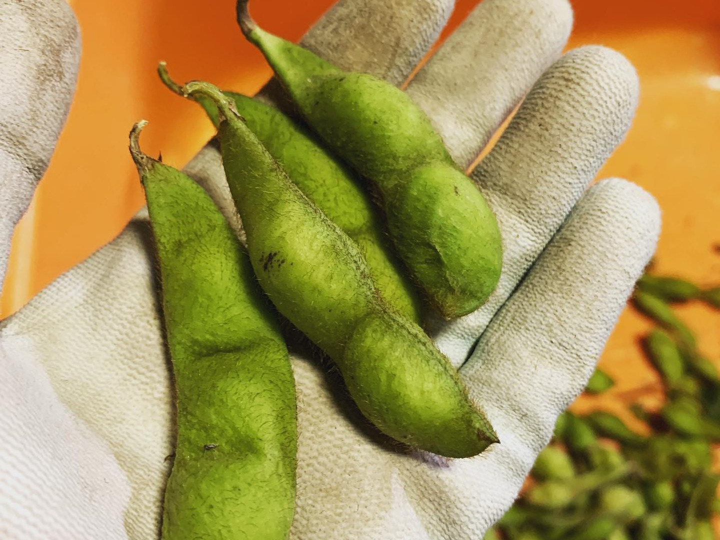 Kotazakuraさま専用令和6年産黒豆5kg　茨城県産 71PtBNzRgIL._UF350,350_QL50_.jpg