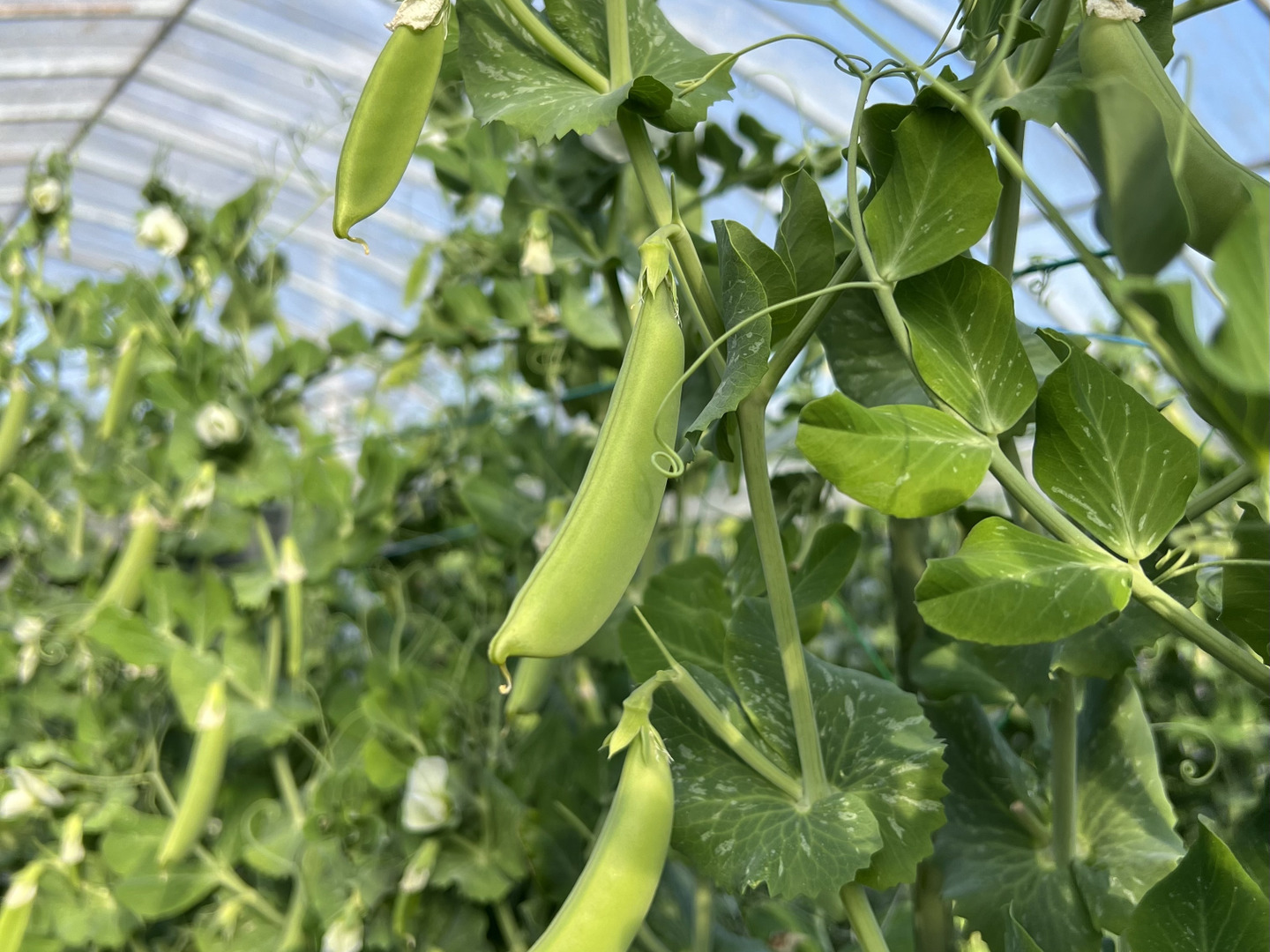 【期間限定】 味に自信あり！！】新鮮スナップエンドウ 1キロ：長崎県産の 野菜