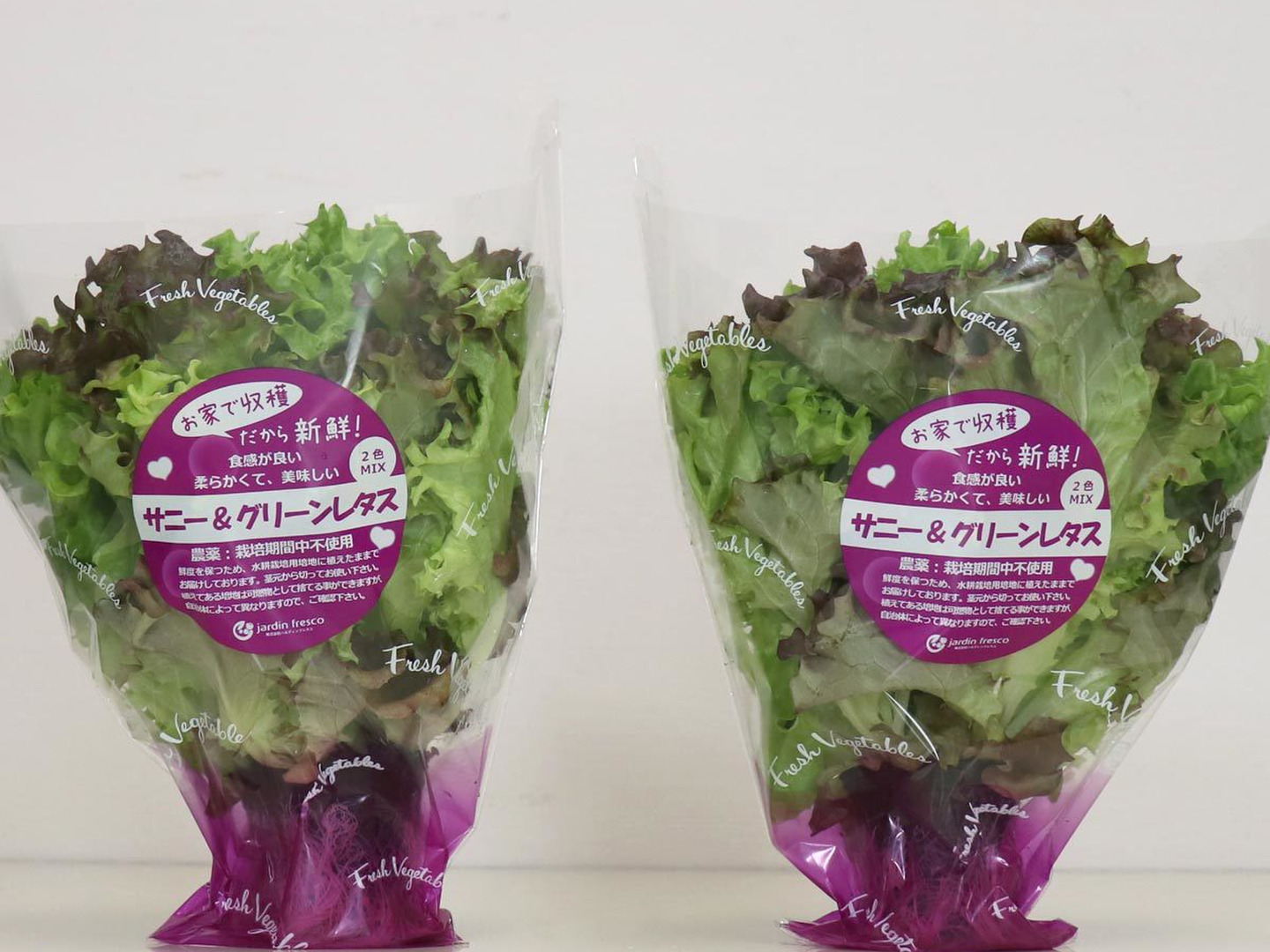 春夏新作モデル 根付き新鮮野菜「サニー＆グリーンレタス×5個」栽培期間農薬不 野菜