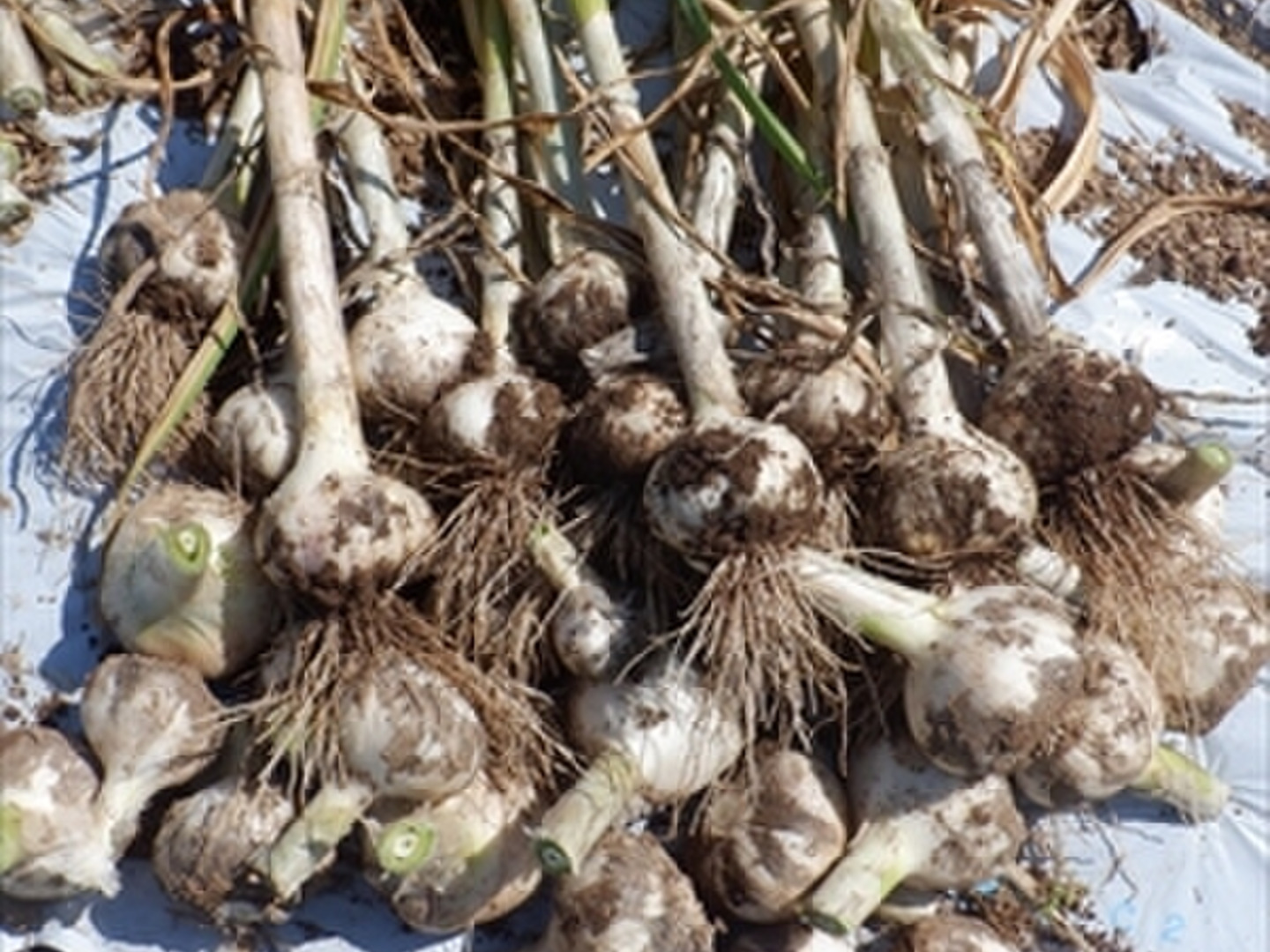 素敵な 生ニンニク 1kg (M～Sサイズ混合) 自然栽培（栽培期間中 肥料 香味・薬味野菜