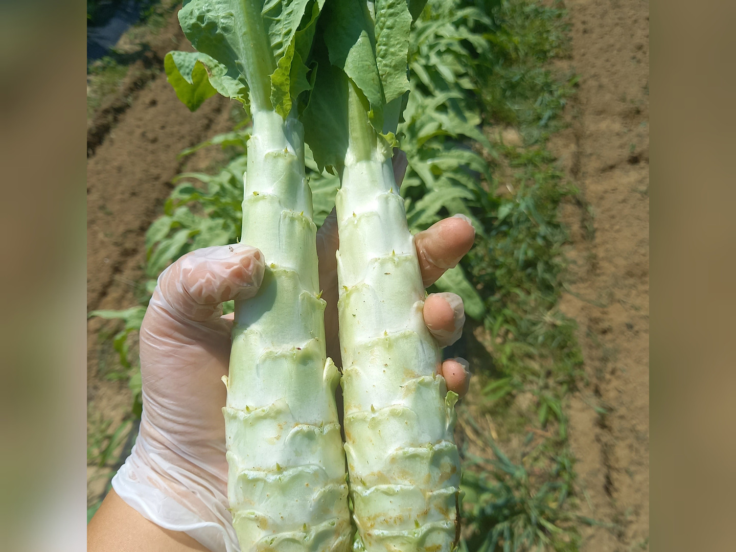 茎レタス 2kg：岩手県産のその他レタス｜食べチョク｜産地直送