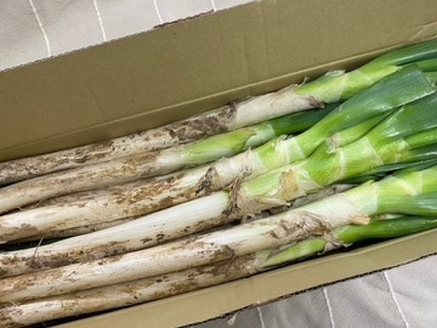 夏セール開催中 MAX80%OFF！ 2本増量❗️❗️】⭕️至福の極甘ネギ❗️❗️秋冬✨超極太3L 野菜