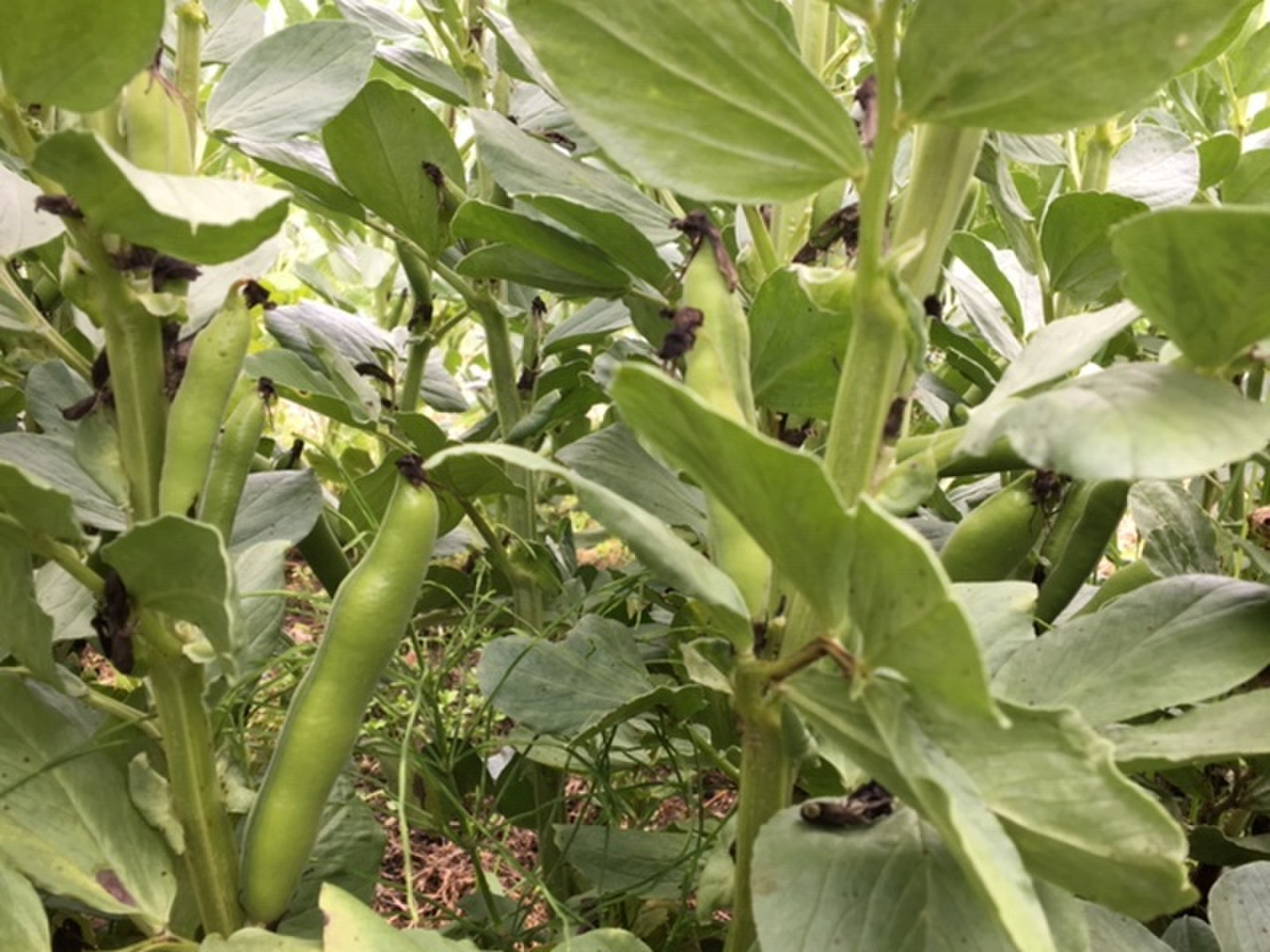 予約、5月限定！】そら豆(さや付) 5kg【無肥料・栽培期間中農薬