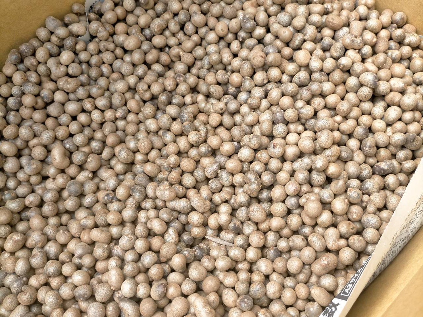 正規激安 10kg 鳥取県産】むかご Sサイズ(～1cm) ねばりっこ 長芋 野菜
