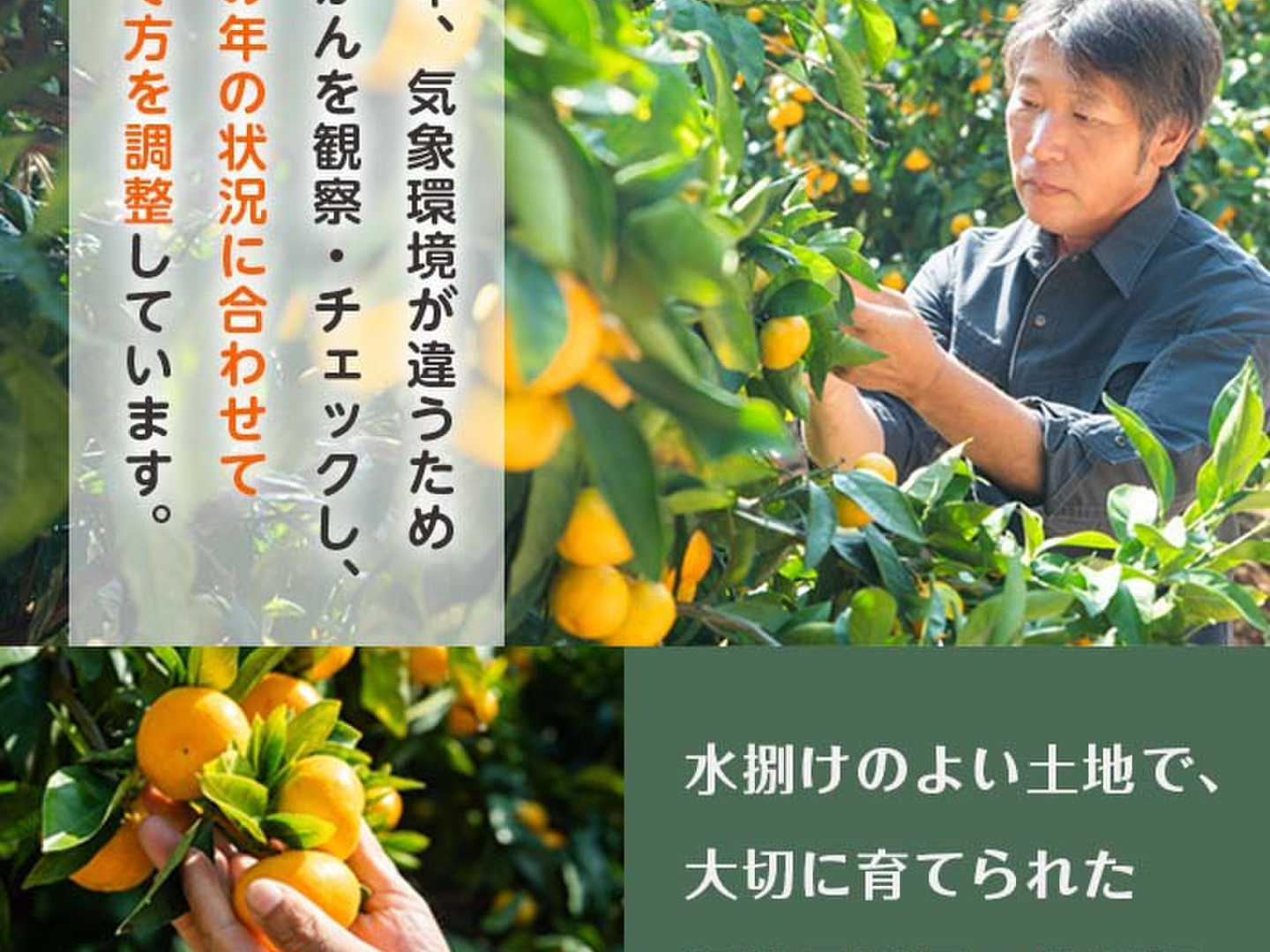 爽やかな香り！河内晩柑ストレートジュース(180ml×8本