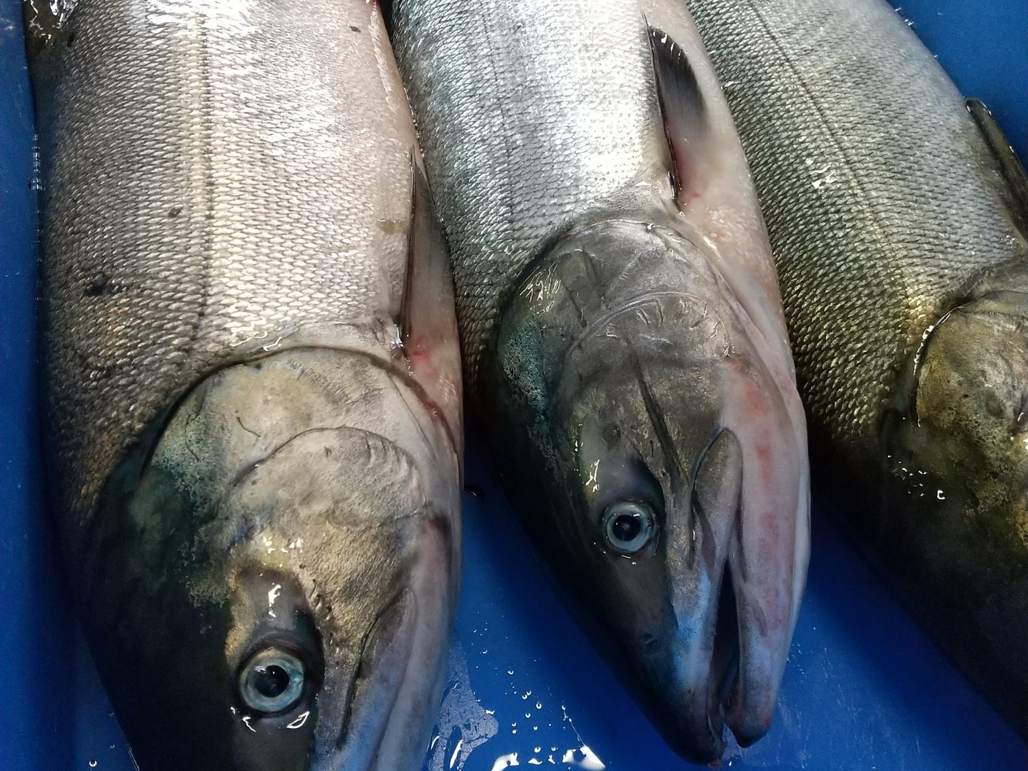 秋鮭（メス）（定置網）（3枚卸） 【業務用食材の仕入れなら