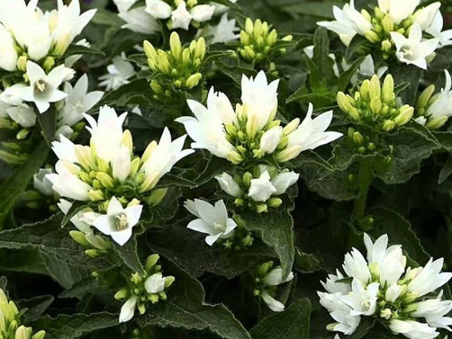 ✼ Kaorin ✼ 花菖蒲 カーネーション 白詰草 カンパニュラ ✼ Kaorin ✼ 花菖蒲 カーネーション 白詰草 カンパニュラ 楽天