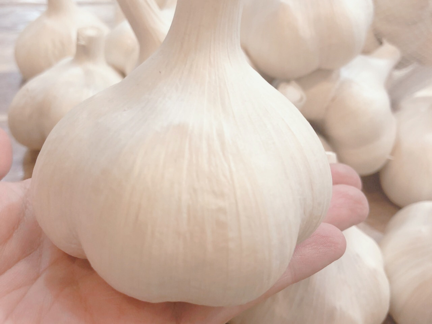 テレビで紹介📺✨】青森にんにく白玉王🧄 大中玉1キロ（月1000箱売れて