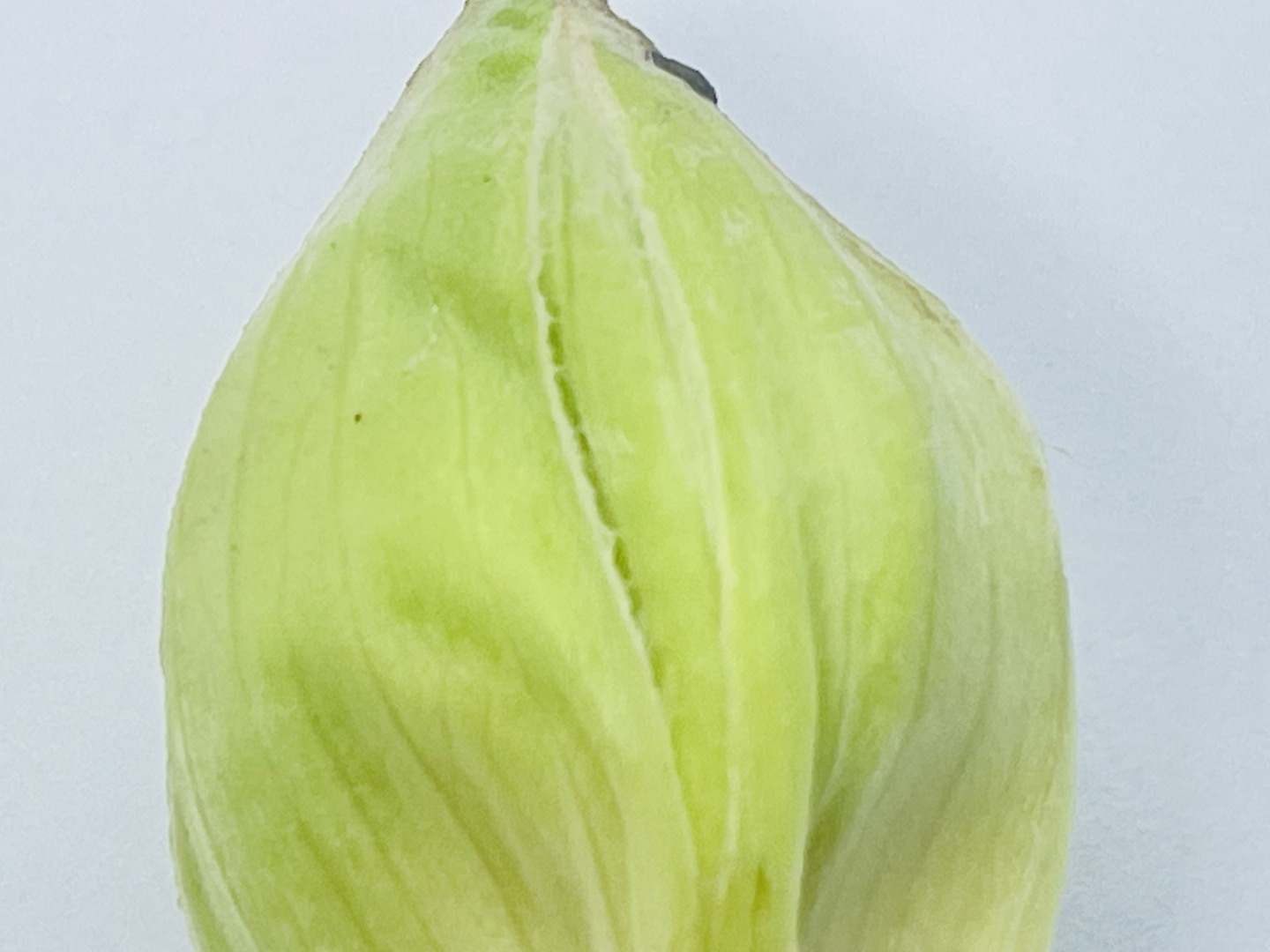 史上最も激安 岩手県産 1kg：岩手県産のフキノトウ｜食べ 天然秋のふきのとう 野菜