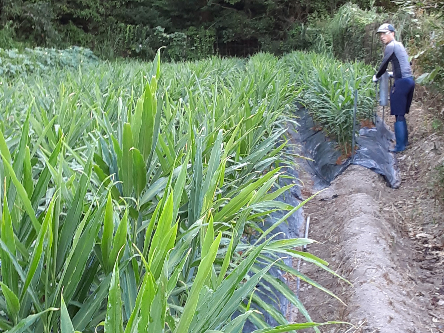 四万十 町産】R6.11月収穫1㎏（洗い生姜、土佐一 生姜）：高知県