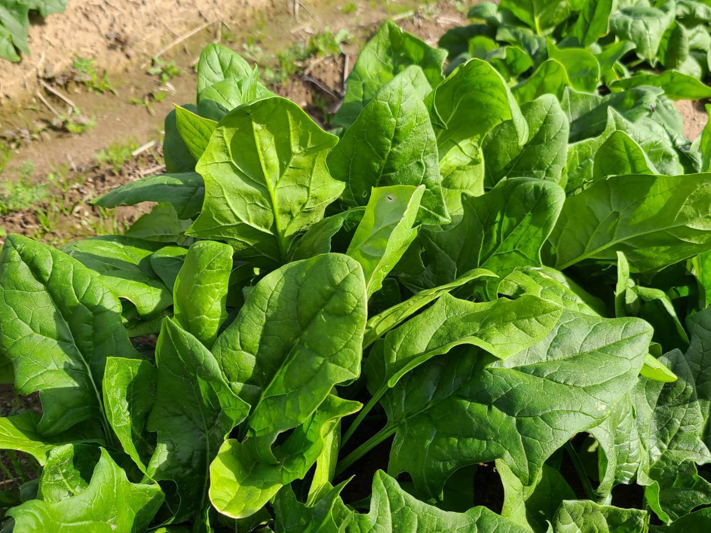 ★決算特価商品★ 訳あり野菜セット5品 白ネギ、大根、人参、ほうれん草などなど 野菜