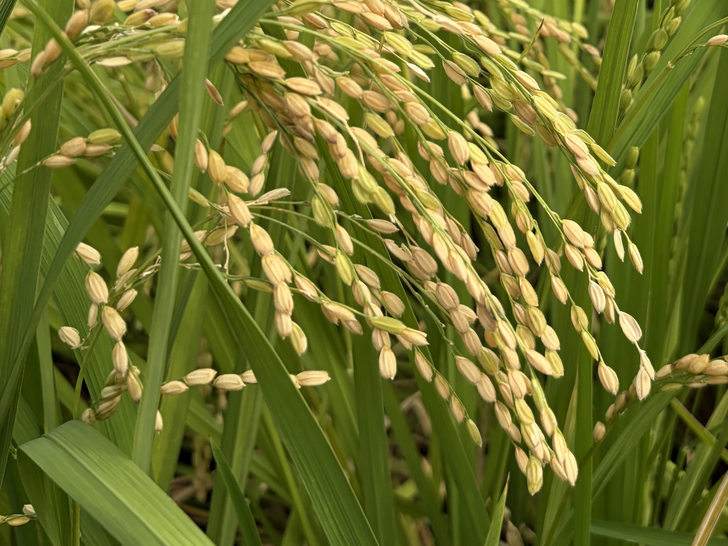 なつほのか 新米『食べる玄米』10㎏かけ干し米 自然栽培 農薬不使用 長崎県産】令和8年産新米 なつほのか（白米）10kg：長崎県産のなつ