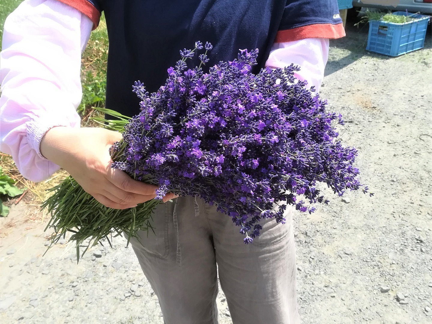 【最新入荷】 9b16b237c14e3788611842b5b55d4d 花束・切花