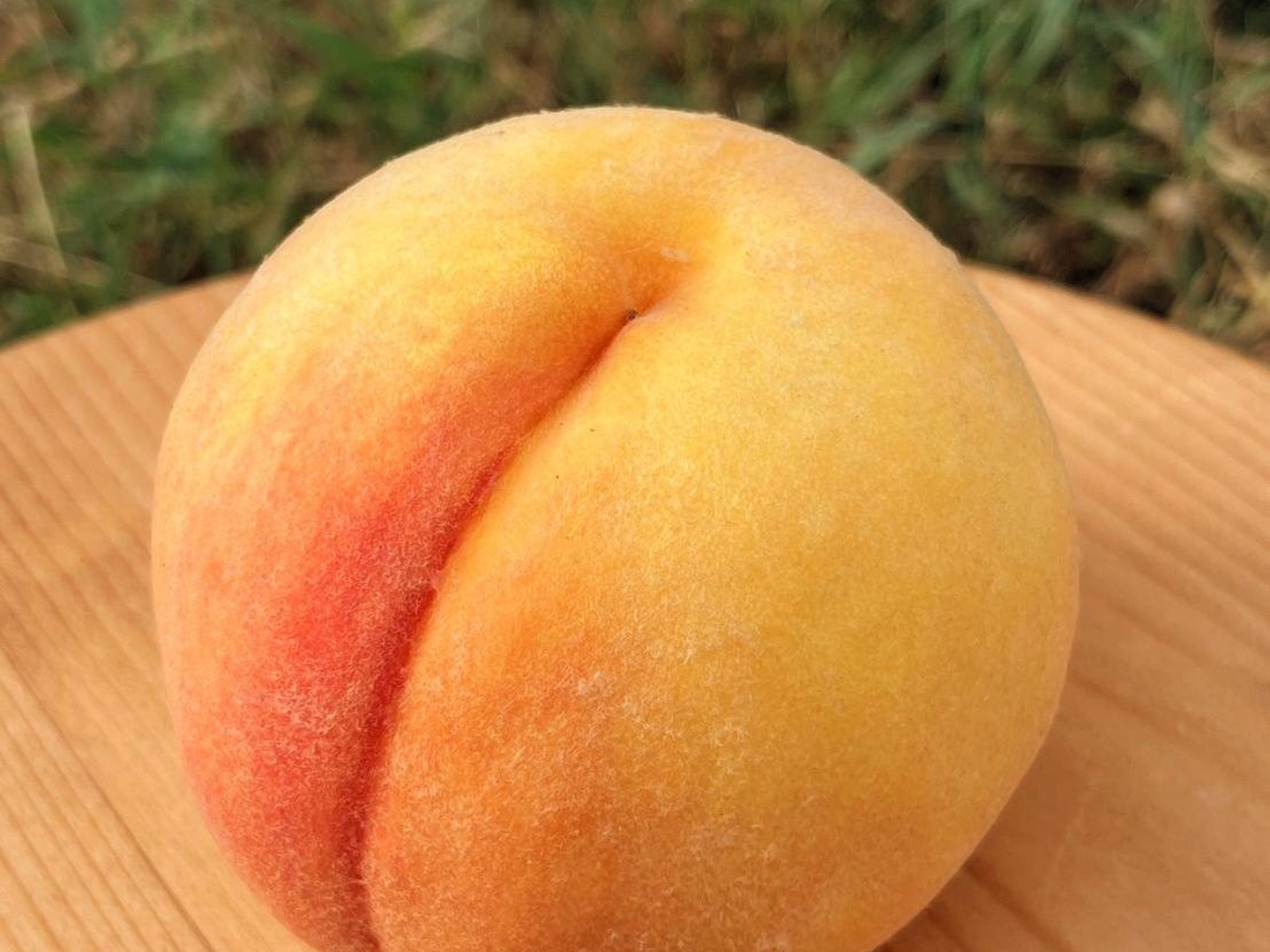 とろでもサクでも❣️黄金桃🍑6玉から8玉：和歌山県産の黄桃