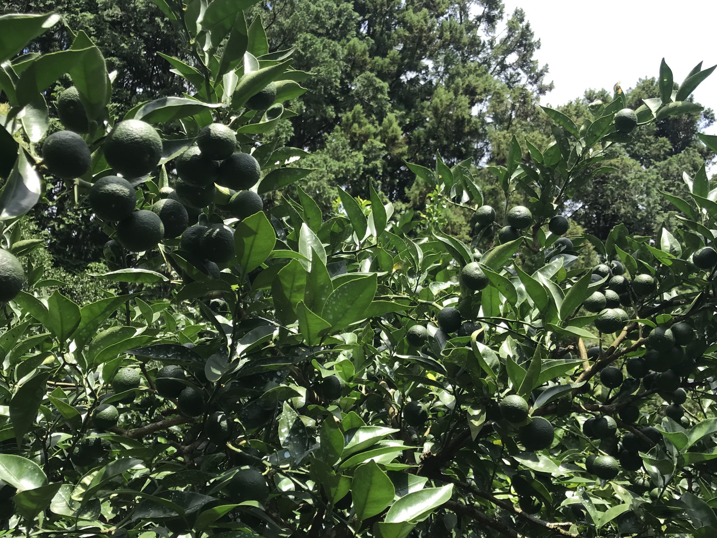 BIG！すだち【特別栽培・5kg箱】神山町からお届け：徳島県産のみかん