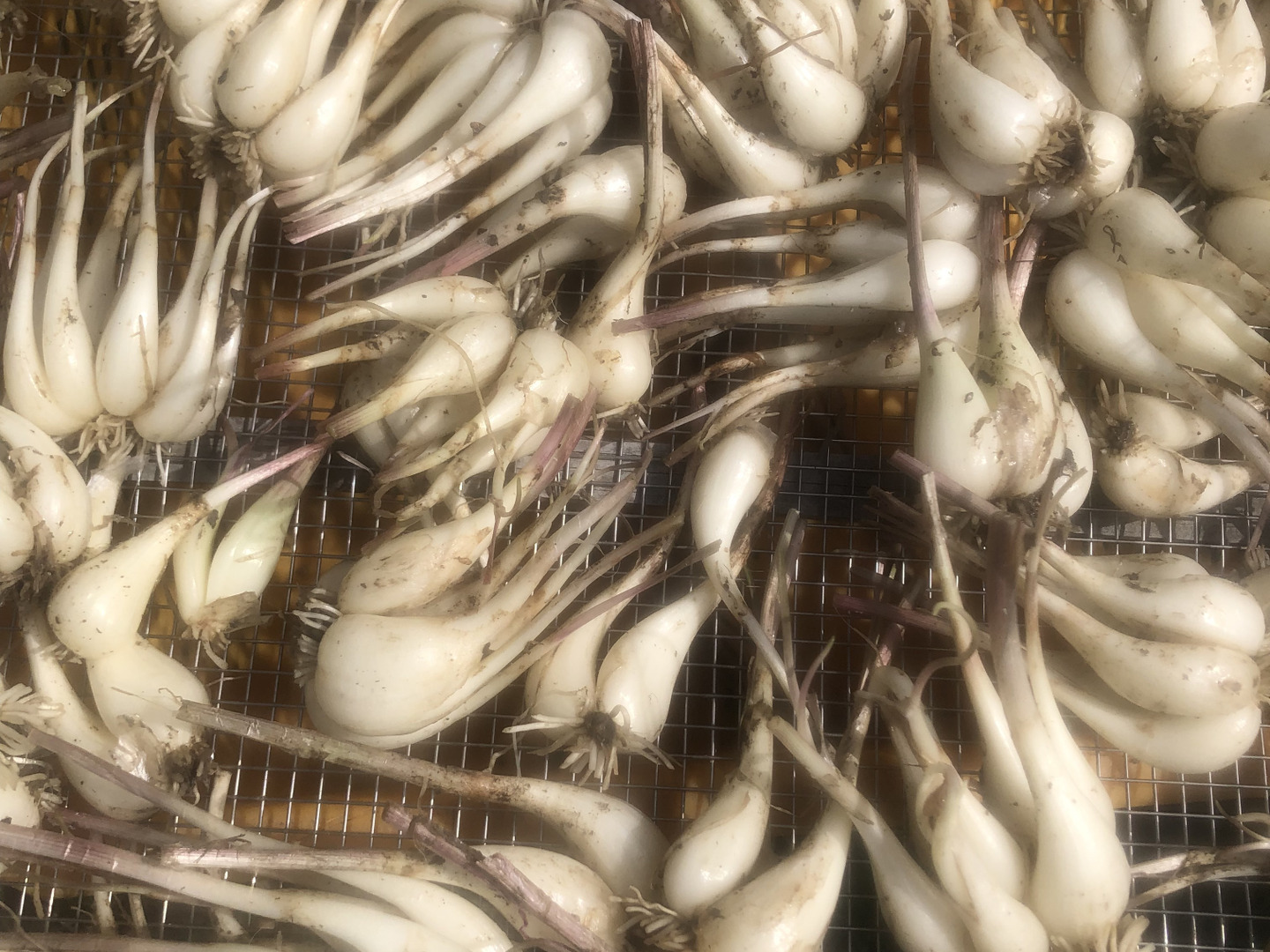 完全！肥料・農薬不使用 自然栽培らっきょう5kg 完全！肥料・農薬不使用 自然栽培 らっきょう5kg - メルカリ