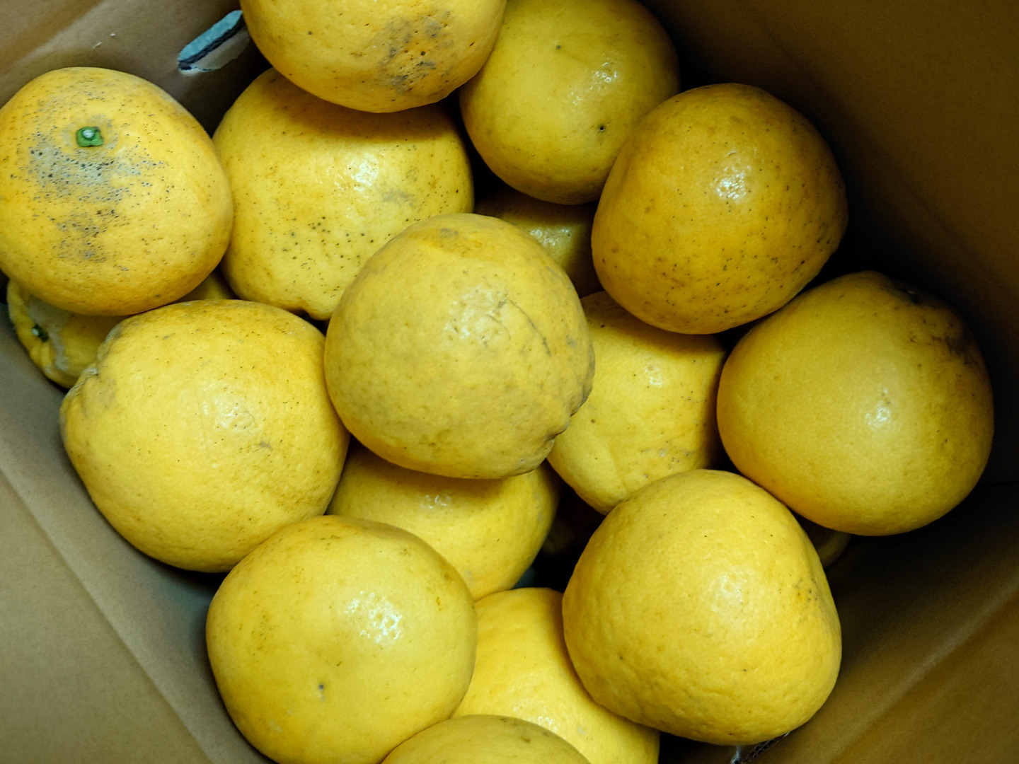 愛媛県産　宇和ゴールド　河内晩柑　柑橘　10kg 愛媛県産 宇和ゴールド 河内晩柑 柑橘 10kg - メルカリ