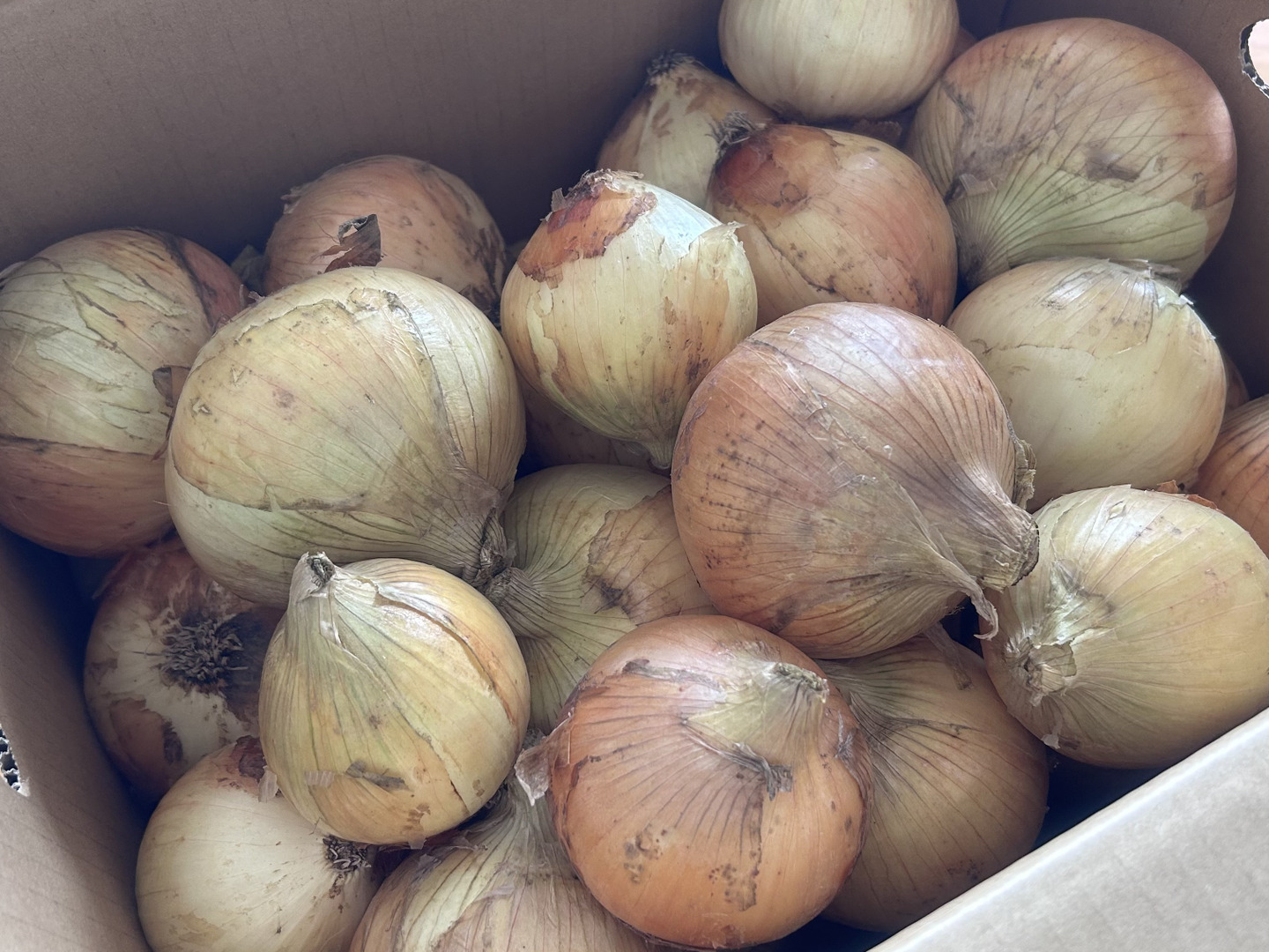 千葉県 白子町産 新玉ねぎ 20kg - メルカリ