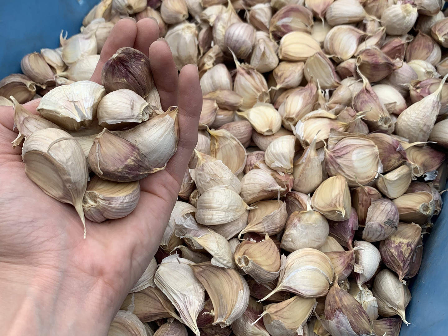 香川県産 業務・加工用 にんにく 混合バラ5kg（29年産：乾燥