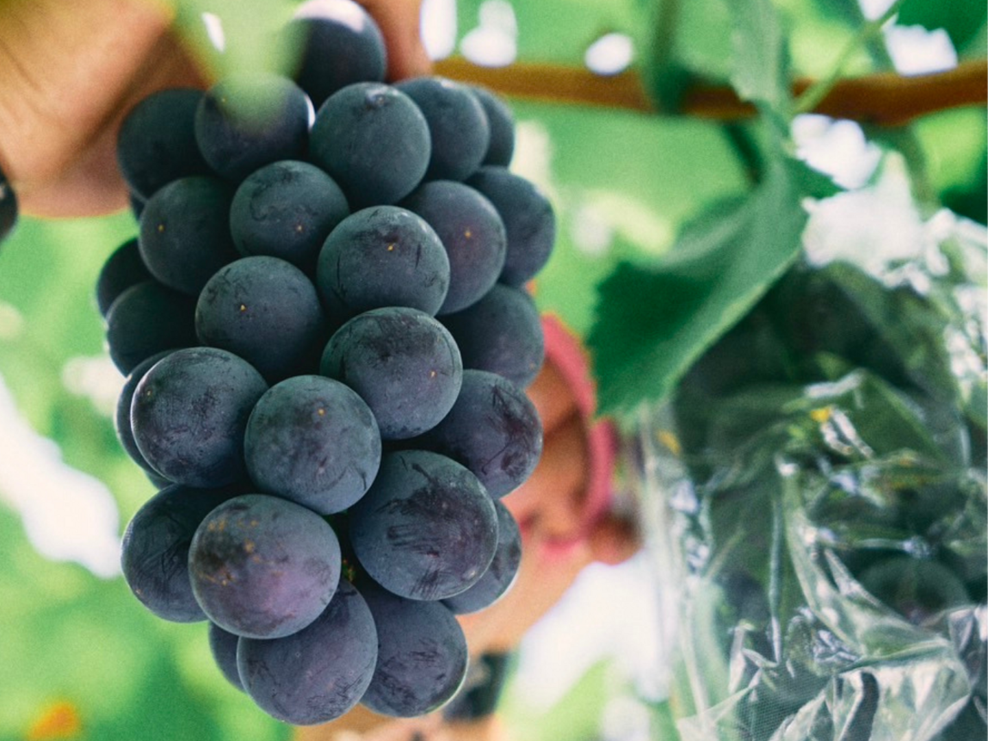 彩り粒ギフト】色とりどりのぶどうのギフトー彩珠ー：大阪府産の