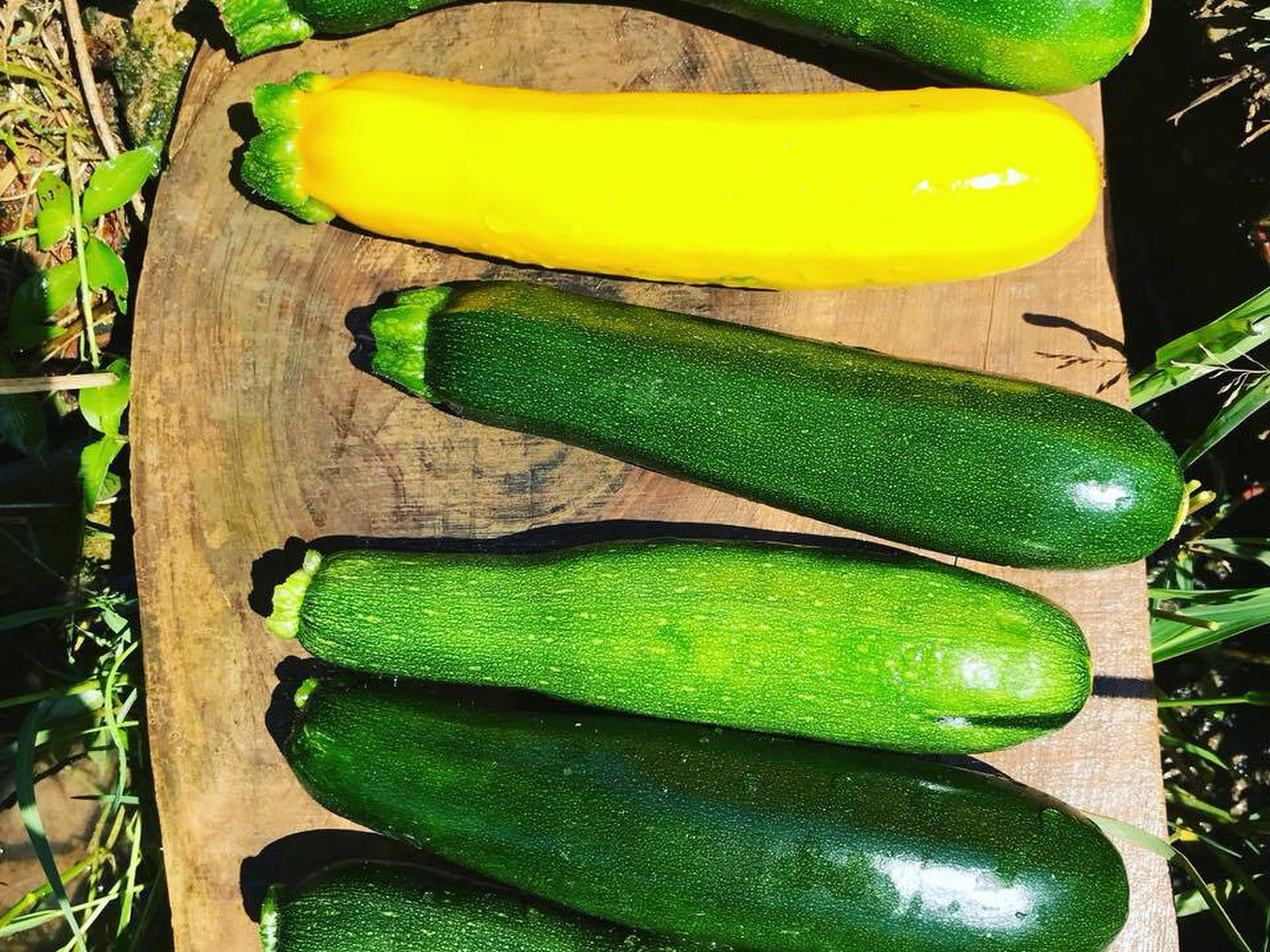 夏限定】夏野菜3点セット じゃがいも×ズッキーニ×きゅうり：愛知県産の