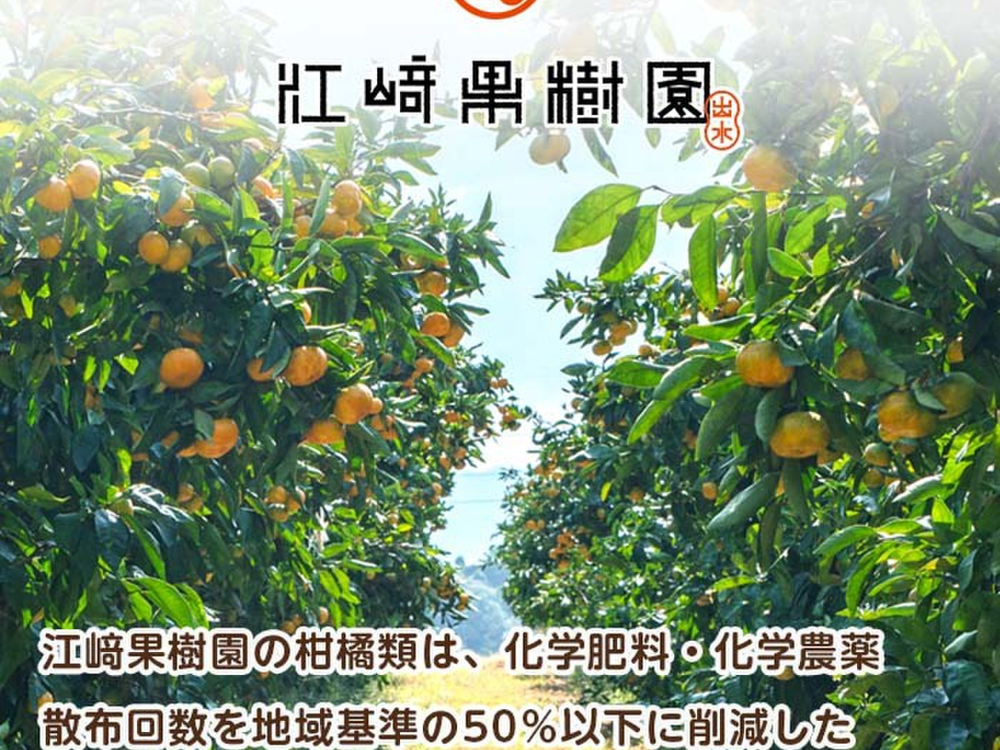 激安通販特集！ a6d4a6317c45c7834a950521aa7fe0 果物