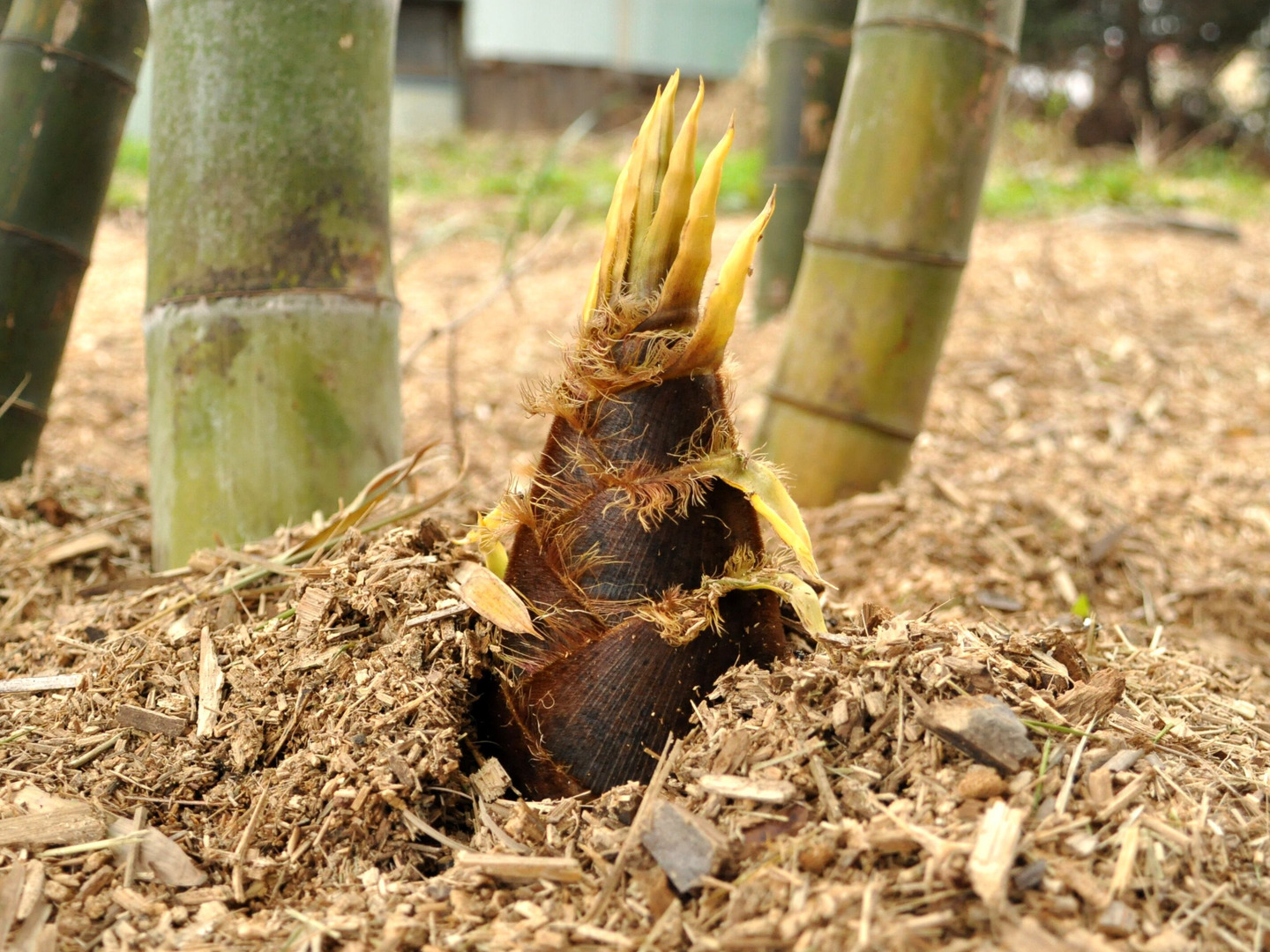 予約受付中！＞ 孟宗竹 たけのこ 1.5kg 愛知県産 ☆掘ってすぐ