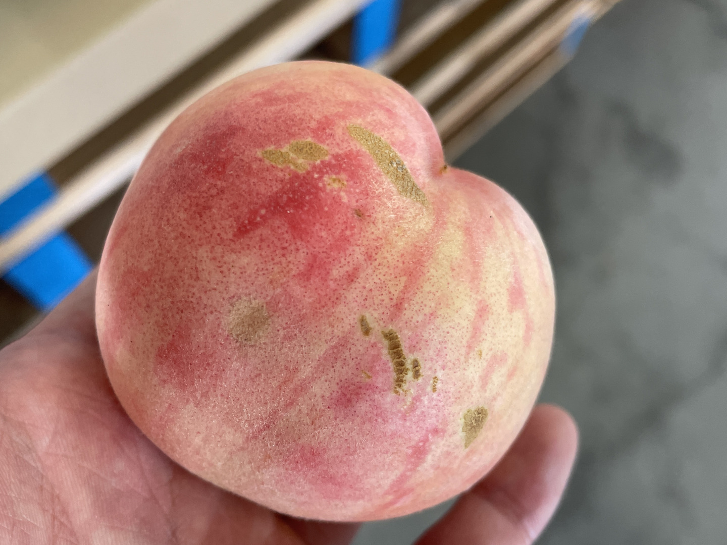 ご家庭用桃】品種おまかせ🍑2キロ🍑【届いた時は硬いが追熟