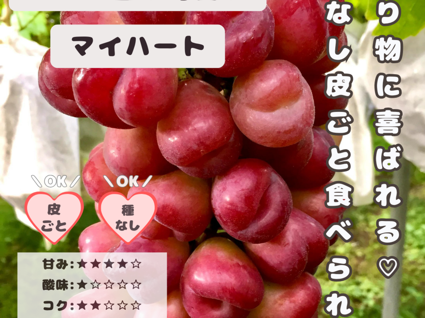 ポポ☆岡山県産ぶどう満喫セット☆ ポポ☆岡山県産ぶどう満喫セット☆ 楽天市場】岡山 ぶどう