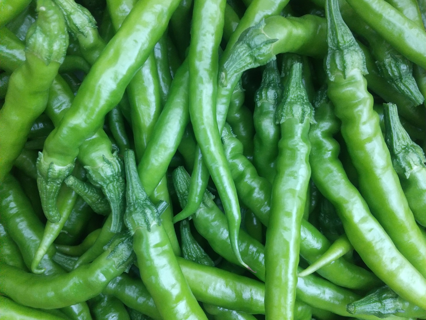 激辛】青唐辛子800g：北海道産の野菜｜食べチョク｜産地直送