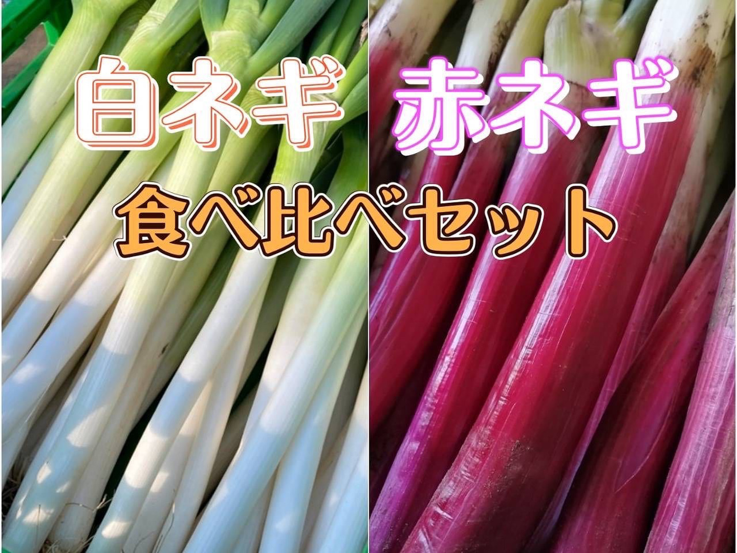 オンラインショップ ae889e0b8266426d3e5d73d4b73036 野菜