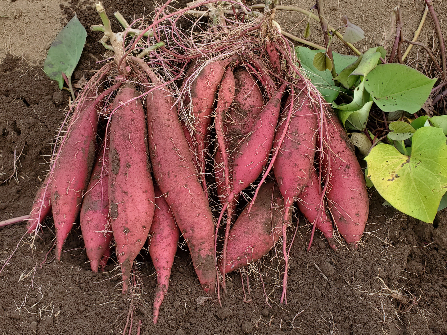 定率割引 西日本 焼芋サイズ2.5kgしっとり食感！熟成済べにはるか：茨城県産のべ 野菜