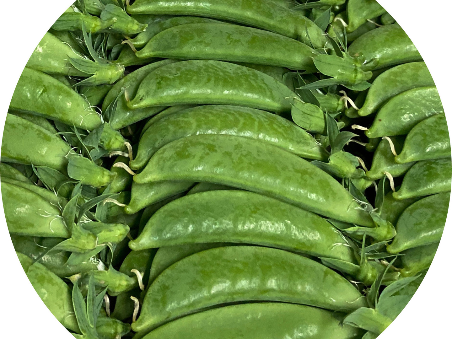 完売 販売スタート スナップえんどう 500g メール便発送：長崎県産の 野菜