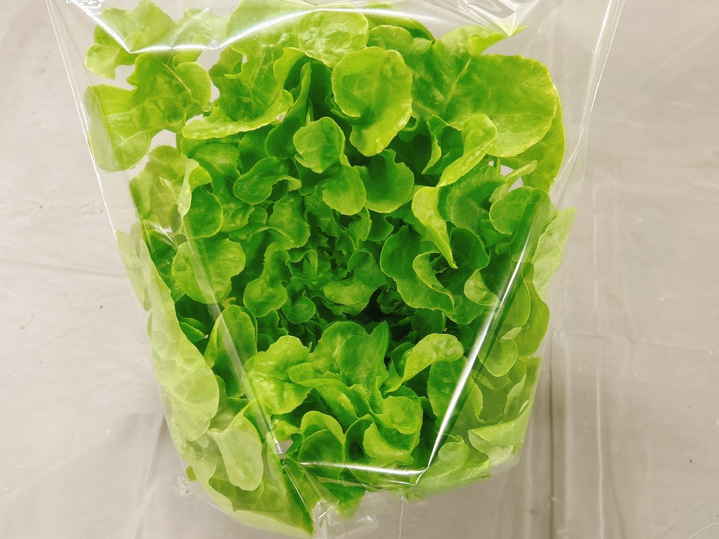 農薬不使用】極上レタスお試しパック（サラダ約8食分）硝酸態窒素大幅カット！：茨城県産のその他レタス｜食べチョク｜産地直送(産直)お取り寄せ通販 -  農家・漁師から旬の食材を直送