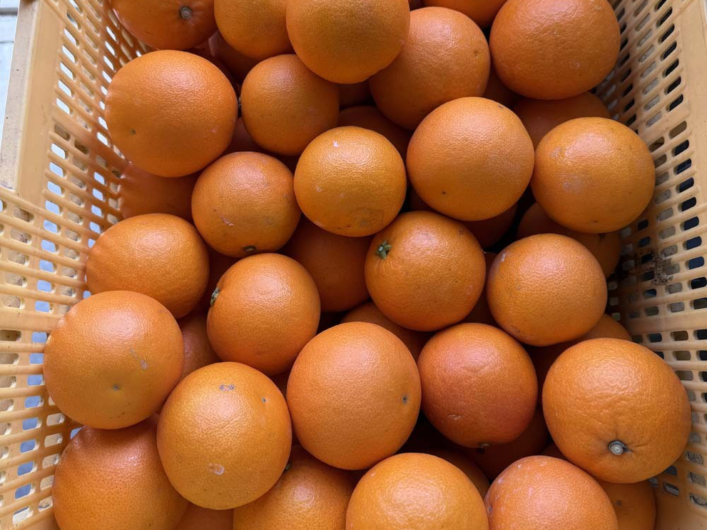 海外個人輸入 ブラッドオレンジ 家庭用10kg 愛媛県産：愛媛県産のみかん 果物