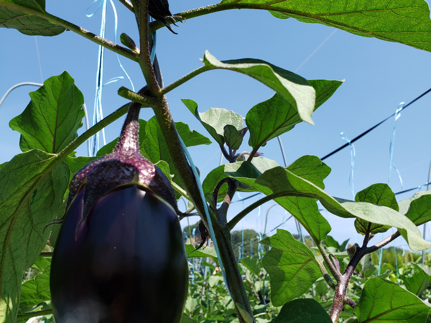 今の時期だけ！！泉州産水なす【わけあり】：大阪府産の水なす｜食べ
