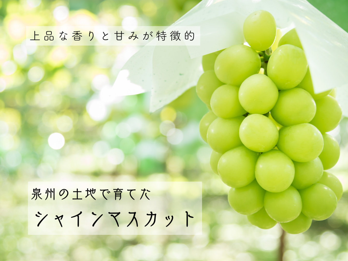 【新品、本物、当店在庫だから安心】 贈り物に》ハート型が可愛い、マイハート1房＋シャイン 果物