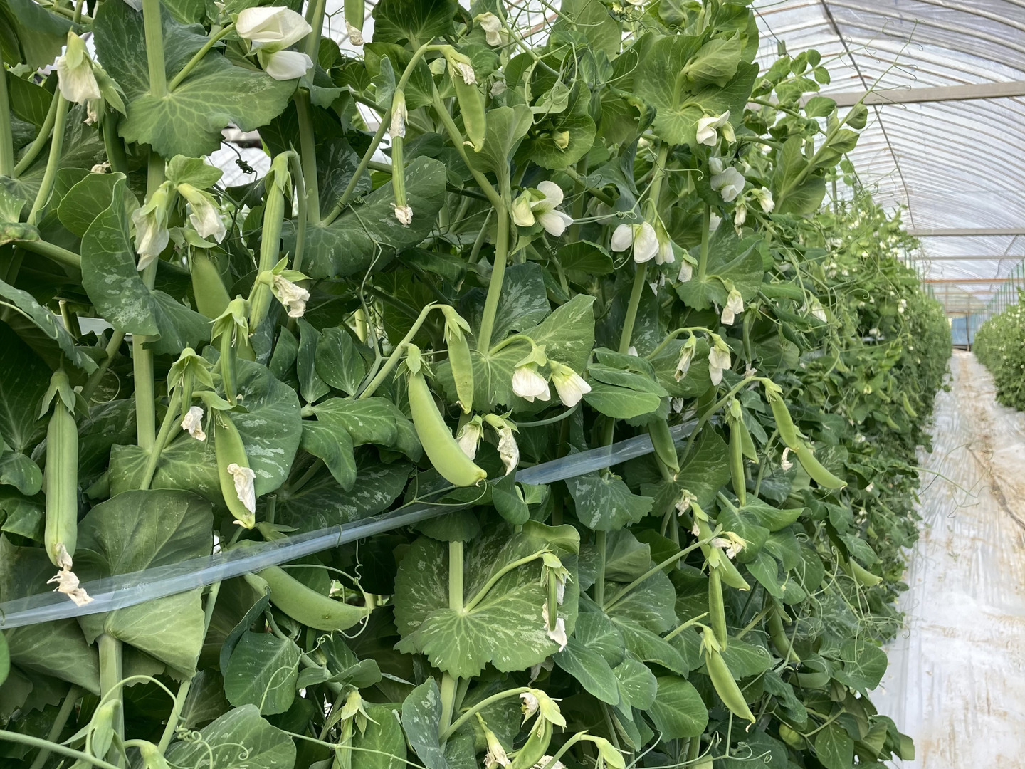 シモンズグランドセール 味に自信あり！！】新鮮スナップエンドウ 1キロ：長崎県産の 野菜