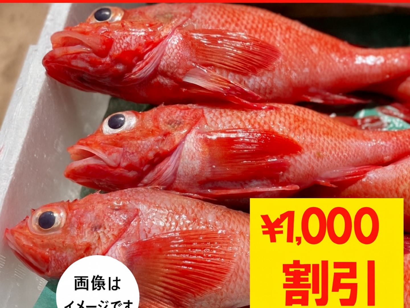 18,19日限定大特価】キンキ 大サイズ朝どれ 1kg3尾 ¥1,000割引：北海道