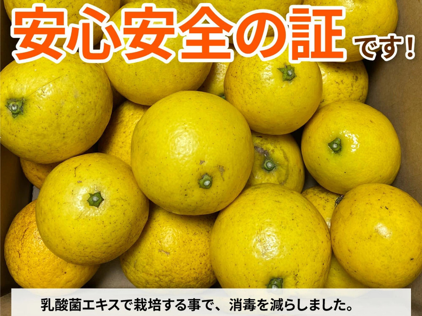 ご家庭用】小夏 10kg(5kg×2箱) サイズ不揃い (23～35玉
